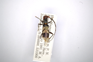  (Phocibidion erythrocephalum - INBIOCRI001337099)  @14 [ ] Copyright (2012) A. Solis Instituto Nacional de Biodiversidad