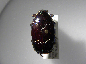  ( - INBIOCRI001366777)  @13 [ ] Copyright (2010) A. Solis Unspecified