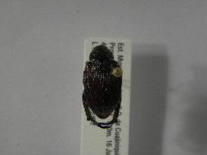  (Strigoderma sulcipennis - INBIOCRI001725057)  @13 [ ] Copyright (2010) A. Solis Instituto Nacional de Biodiversidad