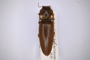  (Pyrophorus noctilucusAS2 - INBIOCRI001761117)  @15 [ ] Copyright (2012) Angel Solis Instituto Nacional de Biodiversidad