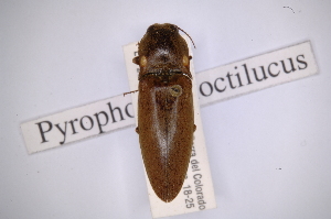  (Pyrophorus noctilucusAS1 - INBIOCRI001761118)  @12 [ ] Copyright (2012) Angel Solis Instituto Nacional de Biodiversidad