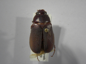  (Phyllophaga pruinosa - INBIOCRI001771416)  @13 [ ] Copyright (2010) A. Solis Instituto Nacional de Biodiversidad