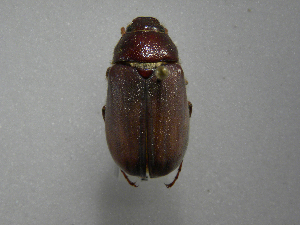  (Phyllophaga monteverdosa - INBIOCRI001780660)  @11 [ ] Copyright (2010) A. Solis Instituto Nacional de Biodiversidad