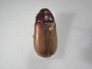  (Phyllophaga caraga - INBIOCRI001791354)  @14 [ ] Copyright (2010) A. Solis Instituto Nacional de Biodiversidad