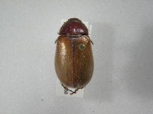  (Phyllophaga morganellaASolis04 - INBIOCRI001805596)  @13 [ ] Copyright (2010) A. Solis Instituto Nacional de Biodiversidad