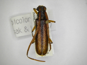  (Amphelictus bicolorAS3 - INBIOCRI001810869)  @14 [ ] Copyright (2012) A. Solis Instituto Nacional de Biodiversidad