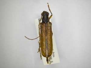  (Amphelictus bicolor - INBIOCRI001820224)  @11 [ ] Copyright (2012) A. Solis Instituto Nacional de Biodiversidad
