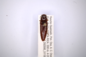  (Spilus ciliaticornis - INBIOCRI001886671)  @11 [ ] Copyright (2012) Angel Solis Instituto Nacional de Biodiversidad