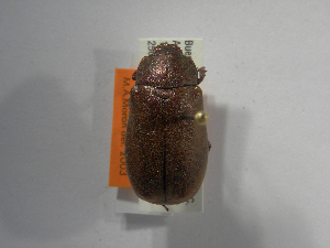  (Phyllophaga solisiana - INBIOCRI001894596)  @11 [ ] Copyright (2010) A. Solis Instituto Nacional de Biodiversidad