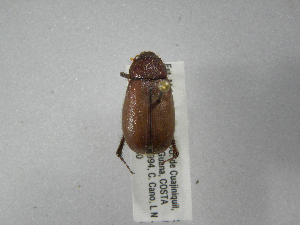  (Phyllophaga hondurasanaASolis02 - INBIOCRI001900039)  @12 [ ] Copyright (2010) A. Solis Instituto Nacional de Biodiversidad