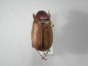  (Phyllophaga elenansASolis01 - INBIOCRI001900063)  @13 [ ] Copyright (2010) A. Solis Instituto Nacional de Biodiversidad