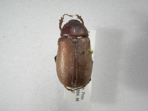  (Phyllophaga elenans - INBIOCRI001920843)  @11 [ ] Copyright (2010) A. Solis Instituto Nacional de Biodiversidad