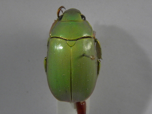  (Chrysina marginata - INBIOCRI001926934)  @11 [ ] Copyright (2010) A. Solis Instituto Nacional de Biodiversidad