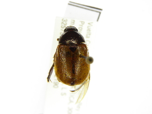  (Anomala spASolis158 - INBIOCRI001954057)  @11 [ ] Copyright (2012) A. Solis Instituto Nacional de Biodiversidad