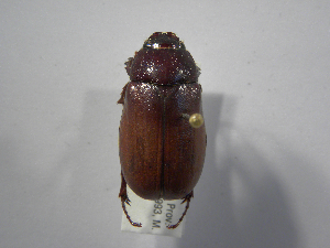  (Phyllophaga puntarenosaASolis02 - INBIOCRI001985654)  @14 [ ] Copyright (2010) A. Solis Instituto Nacional de Biodiversidad