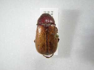  (Phyllophaga costaricensis - INBIOCRI002003002)  @15 [ ] Copyright (2010) A. Solis Instituto Nacional de Biodiversidad