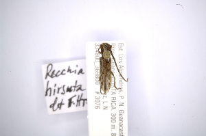  ( - INBIOCRI002048458)  @11 [ ] Copyright (2012) A. Solis Instituto Nacional de Biodiversidad