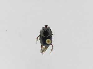  ( - INBIOCRI002136250)  @11 [ ] Copyright (2010) A. Solis Instituto Nacional de Biodiversidad