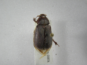  (Phyllophaga hondurasana - INBIOCRI002184992)  @12 [ ] Copyright (2010) A. Solis Instituto Nacional de Biodiversidad