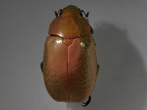  (Chrysina boucardi - INBIOCRI002190505)  @11 [ ] CreativeCommons - Attribution Non-Commercial Share-Alike  National Biodiversity Institute of Costa Rica National Biodiversity Institute of Costa Rica