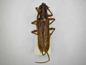  (Amphelictus bicolorAS1 - INBIOCRI002199937)  @14 [ ] Copyright (2012) A. Solis Instituto Nacional de Biodiversidad
