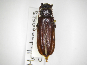  (Mallodonopsis corrosus - INBIOCRI002202962)  @11 [ ] Copyright (2012) A. Solis Instituto Nacional de Biodiversidad