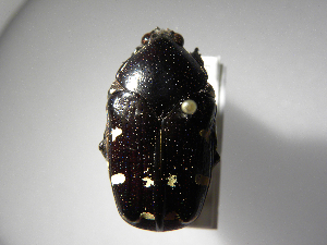  ( - INBIOCRI002203136)  @11 [ ] Copyright (2010) A. Solis Unspecified