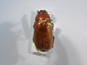  (Phyllophaga sp125ASolis01 - INBIOCRI002253291)  @14 [ ] CreativeCommons - Attribution Non-Commercial Share-Alike  National Biodiversity Institute of Costa Rica National Biodiversity Institute of Costa Rica