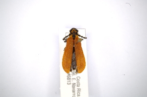  (Corynellus cinnabarinus - INBIOCRI002389958)  @13 [ ] Copyright (2012) A. Solis Instituto Nacional de Biodiversidad