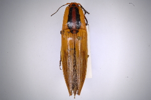  (Semiotus cuspidatusAS1 - INBIOCRI002404129)  @14 [ ] Copyright (2012) Angel Solis Instituto Nacional de Biodiversidad