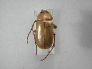  (Phyllophaga nahui - INBIOCRI002419790)  @13 [ ] Copyright (2010) A. Solis Instituto Nacional de Biodiversidad