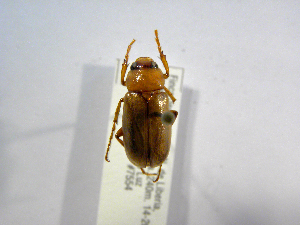  (Phyllophaga ASolis41 - INBIOCRI002419810)  @13 [ ] CreativeCommons - Attribution Non-Commercial Share-Alike  National Biodiversity Institute of Costa Rica National Biodiversity Institute of Costa Rica