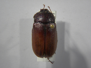  (Phyllophaga puntarenosa - INBIOCRI002433942)  @11 [ ] Copyright (2010) A. Solis Instituto Nacional de Biodiversidad