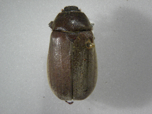  (Phyllophaga nevermanneaASolis01 - INBIOCRI002440315)  @13 [ ] Copyright (2010) A. Solis Instituto Nacional de Biodiversidad