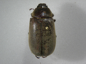  (Phyllophaga nevermannea - INBIOCRI002443023)  @11 [ ] Copyright (2010) A. Solis Instituto Nacional de Biodiversidad