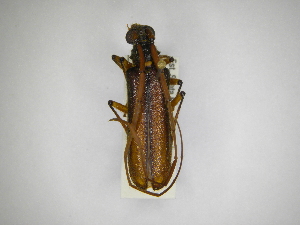  (Amphelictus bicolorAS4 - INBIOCRI002446131)  @12 [ ] Copyright (2012) A. Solis Instituto Nacional de Biodiversidad