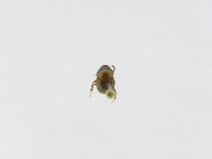  ( - INBIOCRI002456728)  @11 [ ] Copyright (2010) A. Solis Instituto Nacional de Biodiversidad