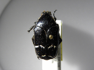  ( - INBIOCRI002462218)  @13 [ ] Copyright (2010) A. Solis Unspecified