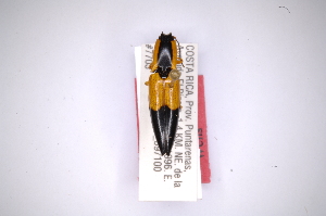  (Semiotus spinosus - INBIOCRI002466579)  @11 [ ] Copyright (2012) Angel Solis Instituto Nacional de Biodiversidad