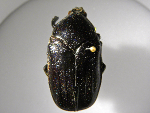  ( - INBIOCRI002470705)  @11 [ ] Copyright (2010) A. Solis Unspecified