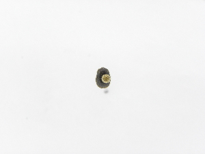  ( - INBIOCRI002485557)  @11 [ ] Copyright (2010) A. Solis Instituto Nacional de Biodiversidad