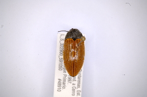  (Lissomus flavipennis - INBIOCRI002525574)  @12 [ ] Copyright (2012) Angel Solis Instituto Nacional de Biodiversidad