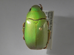  (Chrysina bruyeai - INBIOCRI002541299)  @14 [ ] CreativeCommons - Attribution Non-Commercial Share-Alike  National Biodiversity Institute of Costa Rica National Biodiversity Institute of Costa Rica