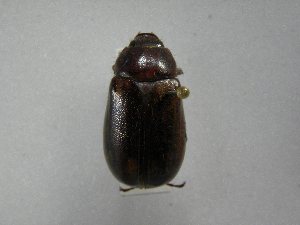  (Phyllophaga morganellaASolis02 - INBIOCRI002556164)  @13 [ ] Copyright (2010) A. Solis Instituto Nacional de Biodiversidad