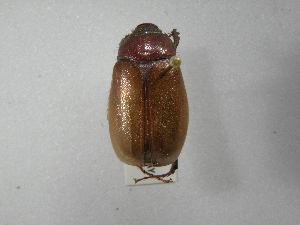  (Phyllophaga morganellaASolis03 - INBIOCRI002556165)  @13 [ ] Copyright (2010) A. Solis Instituto Nacional de Biodiversidad