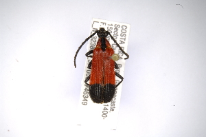  (Megachoriolaus patricia - INBIOCRI002569182)  @13 [ ] Copyright (2012) A. Solis Instituto Nacional de Biodiversidad