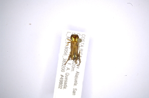  (Cirrhicera cristipennis - INBIOCRI002602938)  @11 [ ] Copyright (2012) A. Solis Instituto Nacional de Biodiversidad