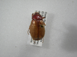  (Phyllophaga naranjina - INBIOCRI002609747)  @13 [ ] Copyright (2010) A. Solis Instituto Nacional de Biodiversidad