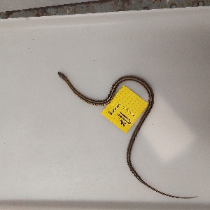  ( - NMNA-31473)  @11 [ ] CreativeCommons Attribution NonCommercial ShareAlike (2024) Scales Nature Park Scales Nature Park