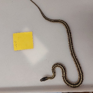  ( - NMNA-31474)  @11 [ ] CreativeCommons Attribution NonCommercial ShareAlike (2024) Scales Nature Park Scales Nature Park